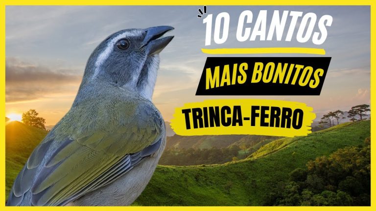 Trinca Ferro hoje